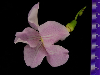 Cydista aequinoctialis, flowers