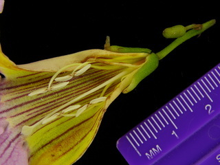 Cydista aequinoctialis, flowers