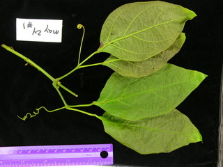 Cydista aequinoctialis, leaves