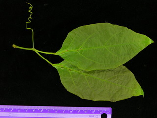 Cydista aequinoctialis, leaves