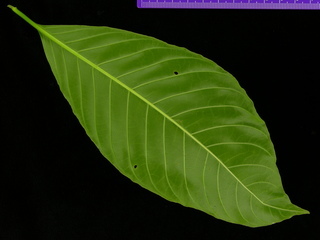 Hamelia patens, leaf botom