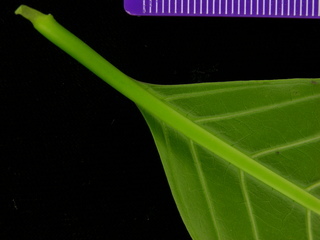 Hamelia patens, leaf bottom stem
