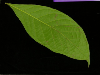 Nectandra cissiflora, leaf bottom
