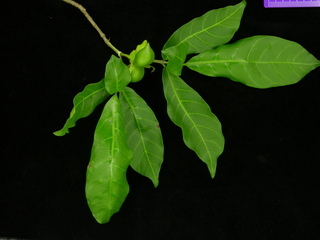 Stemmadenia grandiflora, leaves and fruits