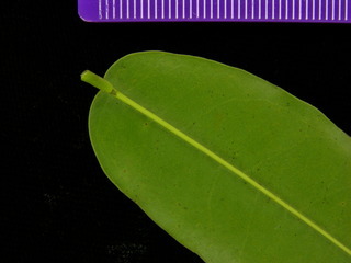 Andira inermis, leaf bottom stem