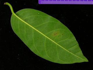 Annona glabra, leaf bottom