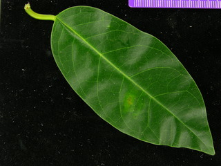 Annona glabra, leaf top
