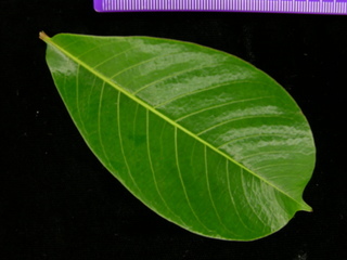 Bombacopsis quinata, leaves