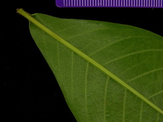 Bombacopsis quinata, leaves