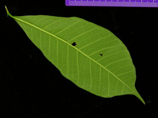 Brosimum alicastrum, leaf bottom