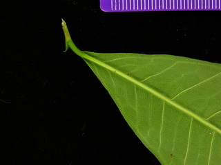 Brosimum alicastrum, leaf bottom stem