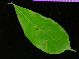 Brosimum alicastrum, leaf top