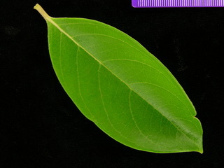 Byrsonima crassifolia, leaf top