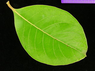 Byrsonima crassifolia, leaf top