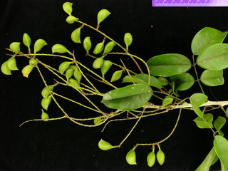Connarus turczaninowii, leaves