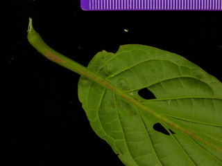 Cydista aequinoctialis, leaf bottom stem