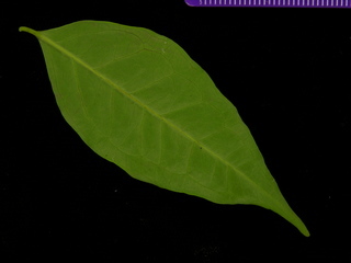 Eugenia oerstediana, leaf bottom