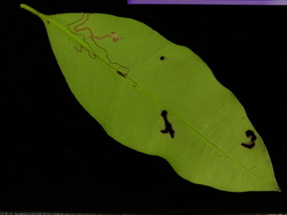 Garcinia intermedia, leaf bottom