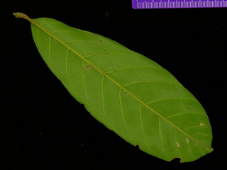Guarea guidonia, leaf bottom