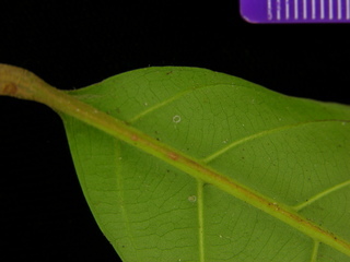 Guarea guidonia, leaf bottom stem
