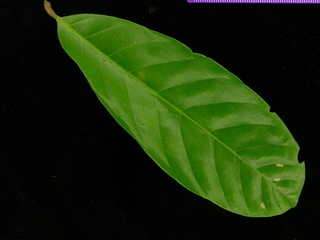 Guarea guidonia, leaf top