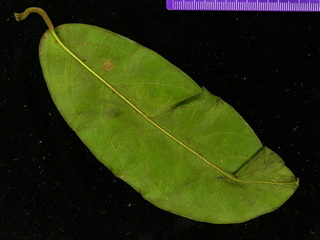 Maripa panamensis, leaf bottom