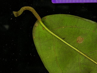 Maripa panamensis, leaf bottom stem
