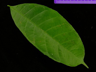 Sorocea affinis, leaf bottom