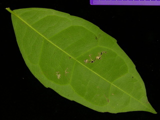 Cassipourea elliptica, leaf bottom
