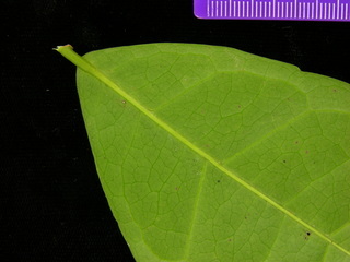 Cassipourea elliptica, leaf bottom stem