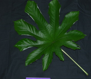 Cecropia obtusifolia, leaf top