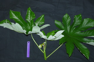 Cecropia obtusifolia, leaves