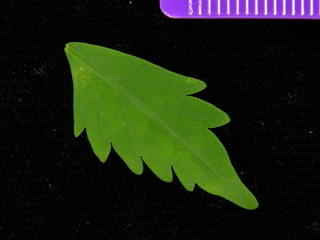Jacaranda copaia, leaf top