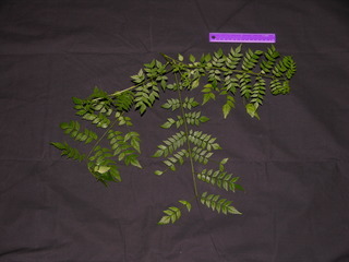Jacaranda copaia, leaves