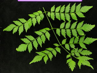 Jacaranda copaia, leaves