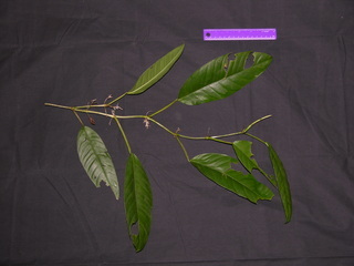 Philodendron guttiferum, leaves