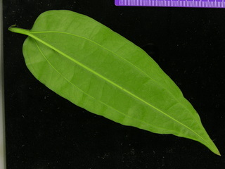 Smilax sp DL BC75, leaf bottom