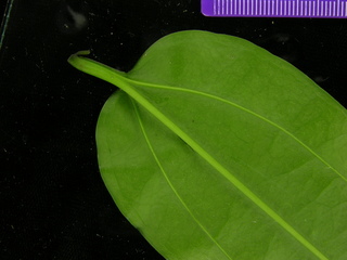 Smilax sp DL BC75, leaf bottom stem