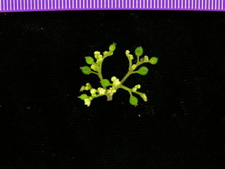 Trema micrantha, flowers