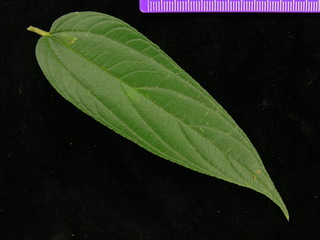 Trema micrantha, leaf top