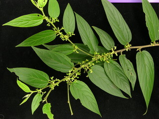 Trema micrantha, leaves and flowers