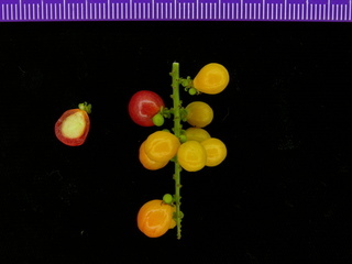 Allophylus psilospermus, fruit