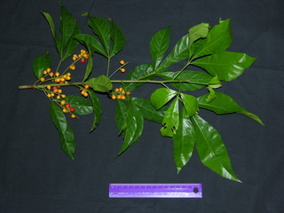 Allophylus psilospermus, fruit and leaves