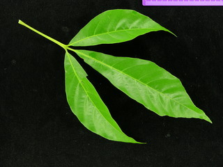 Allophylus psilospermus, leaf
