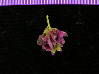 Andira inermis, flower