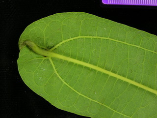 Aristolochia tonduzii, leaf bottom stem