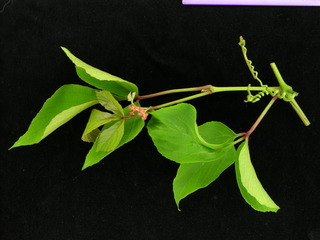Cissus erosa, flower and leaves
