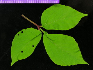 Cissus erosa, leaf