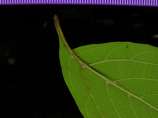 Cissus erosa, leaf bottom stem