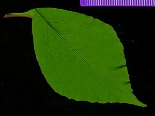 Cissus erosa, leaf top